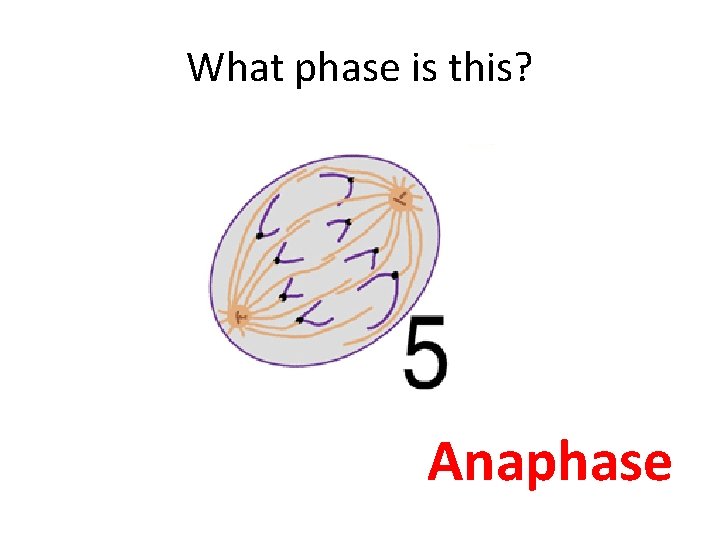 What phase is this? Anaphase 