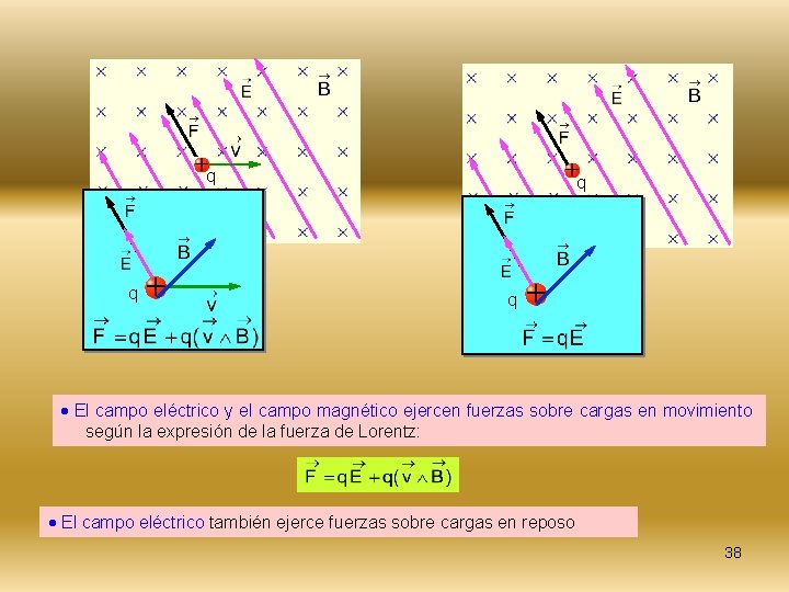 q q El campo eléctrico y el campo magnético ejercen fuerzas sobre cargas en