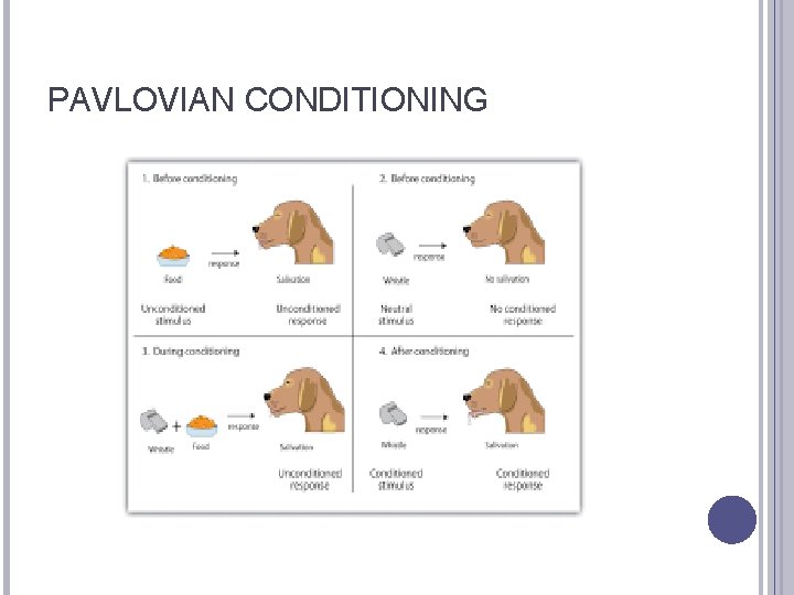 PAVLOVIAN CONDITIONING 