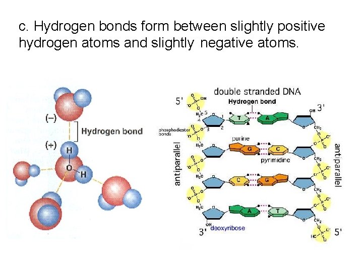 c. Hydrogen bonds form between slightly positive hydrogen atoms and slightly negative atoms. c. Hydrogen bonds form between slightly positive hydrogen atoms and slightly negative atoms.