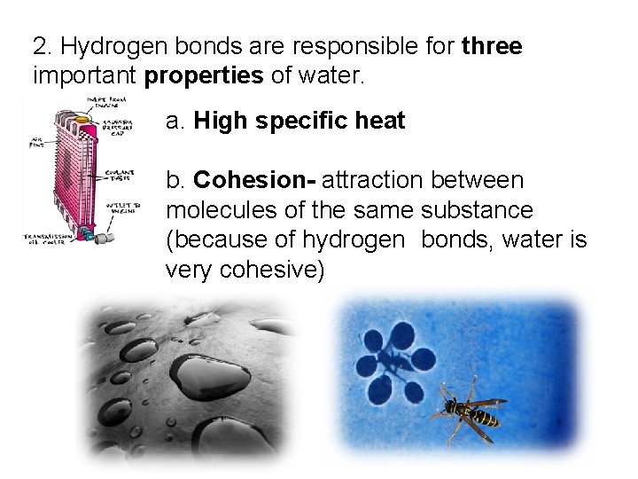 2. Hydrogen bonds are responsible for three important properties of water. a. High specific 2. Hydrogen bonds are responsible for three important properties of water. a. High specific