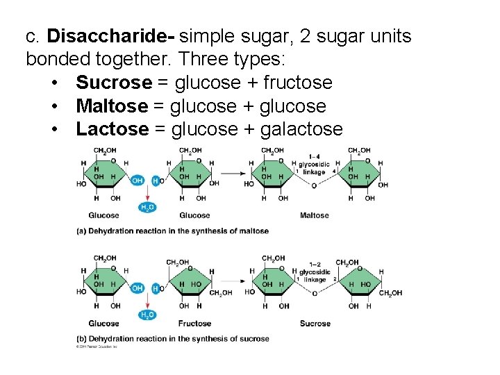 c. Disaccharide- simple sugar, 2 sugar units bonded together. Three types: • Sucrose = c. Disaccharide- simple sugar, 2 sugar units bonded together. Three types: • Sucrose =