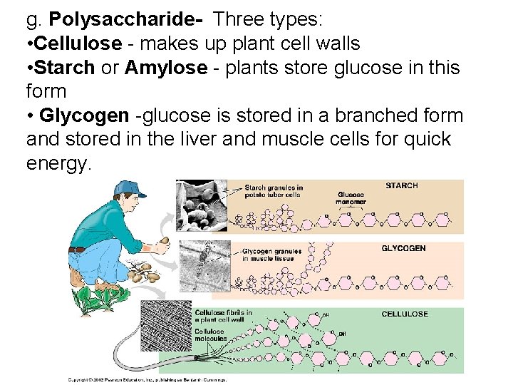 g. Polysaccharide- Three types: • Cellulose - makes up plant cell walls • Starch g. Polysaccharide- Three types: • Cellulose - makes up plant cell walls • Starch