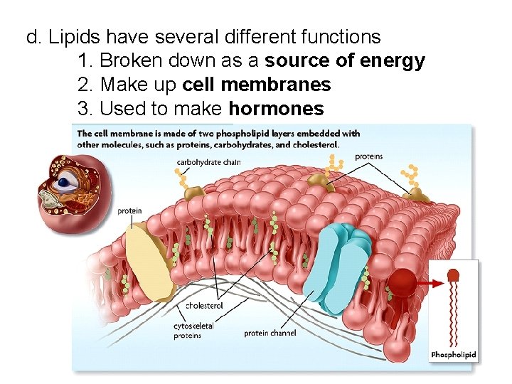 d. Lipids have several different functions 1. Broken down as a source of energy d. Lipids have several different functions 1. Broken down as a source of energy