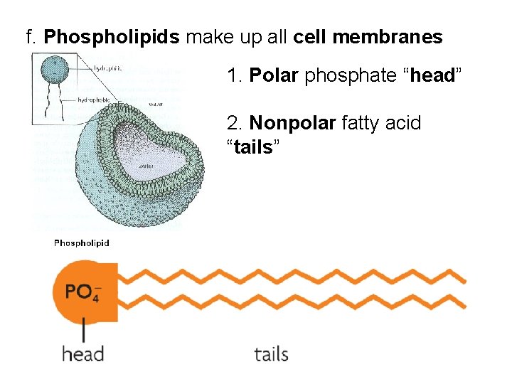f. Phospholipids make up all cell membranes 1. Polar phosphate “head” 2. Nonpolar fatty f. Phospholipids make up all cell membranes 1. Polar phosphate “head” 2. Nonpolar fatty
