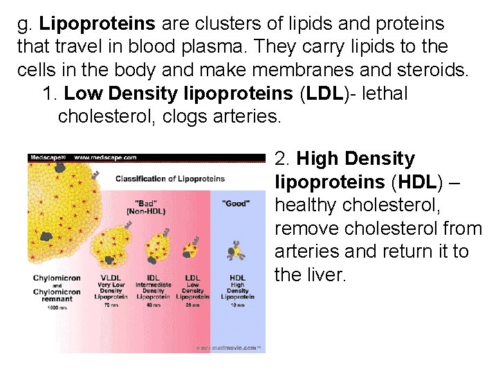 g. Lipoproteins are clusters of lipids and proteins that travel in blood plasma. They g. Lipoproteins are clusters of lipids and proteins that travel in blood plasma. They
