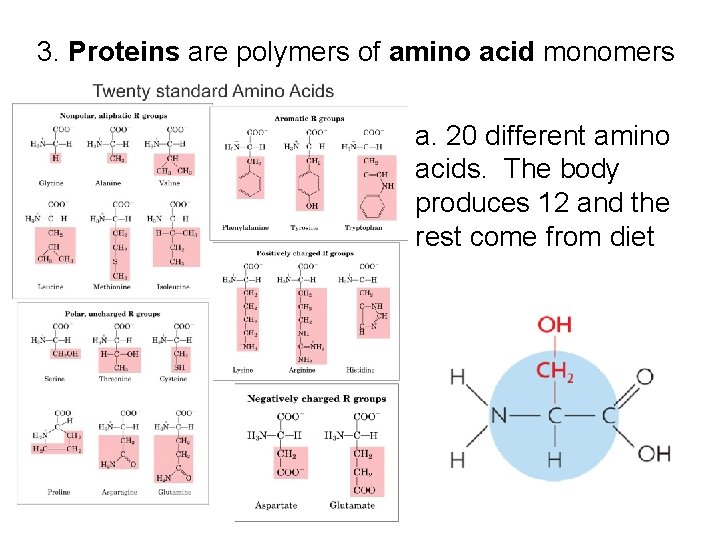 3. Proteins are polymers of amino acid monomers a. 20 different amino acids. The 3. Proteins are polymers of amino acid monomers a. 20 different amino acids. The