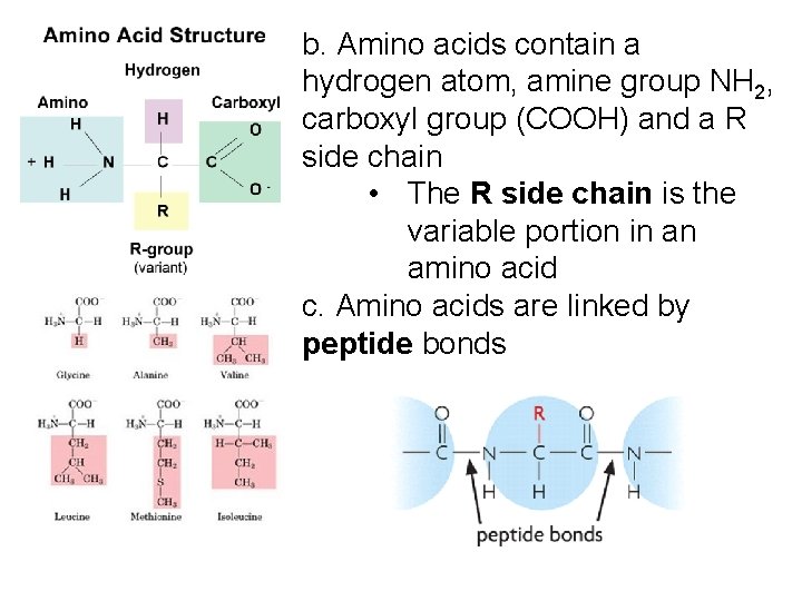 b. Amino acids contain a hydrogen atom, amine group NH 2, carboxyl group (COOH) b. Amino acids contain a hydrogen atom, amine group NH 2, carboxyl group (COOH)