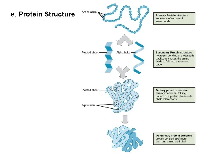 e. Protein Structure e. Protein Structure