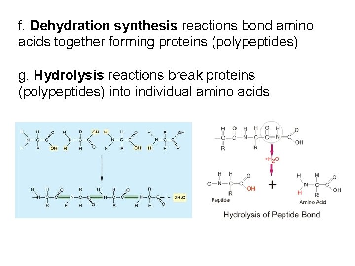 f. Dehydration synthesis reactions bond amino acids together forming proteins (polypeptides) g. Hydrolysis reactions f. Dehydration synthesis reactions bond amino acids together forming proteins (polypeptides) g. Hydrolysis reactions