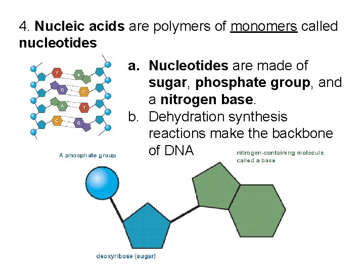 4. Nucleic acids are polymers of monomers called nucleotides a. Nucleotides are made of 4. Nucleic acids are polymers of monomers called nucleotides a. Nucleotides are made of