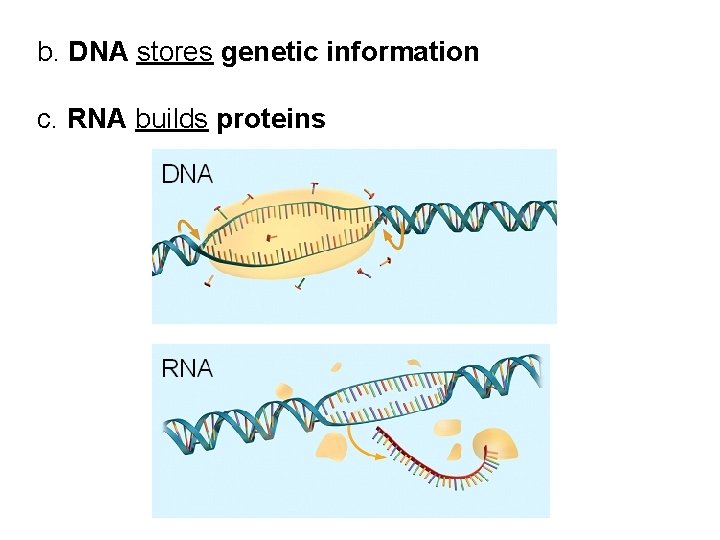 b. DNA stores genetic information c. RNA builds proteins b. DNA stores genetic information c. RNA builds proteins