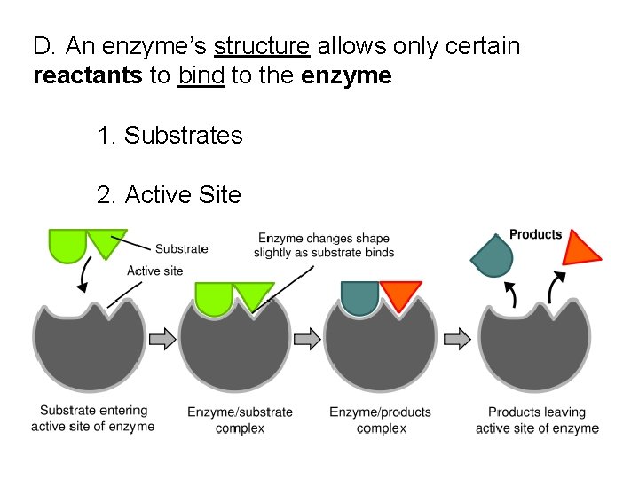 D. An enzyme’s structure allows only certain reactants to bind to the enzyme 1. D. An enzyme’s structure allows only certain reactants to bind to the enzyme 1.