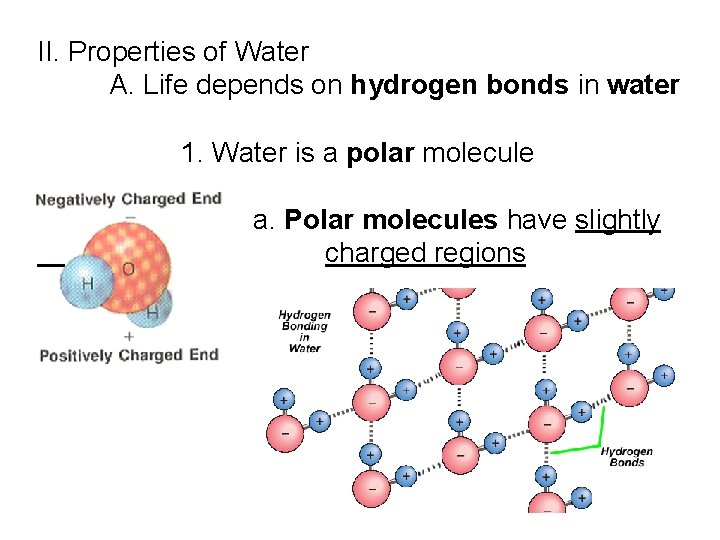 II. Properties of Water A. Life depends on hydrogen bonds in water 1. Water II. Properties of Water A. Life depends on hydrogen bonds in water 1. Water