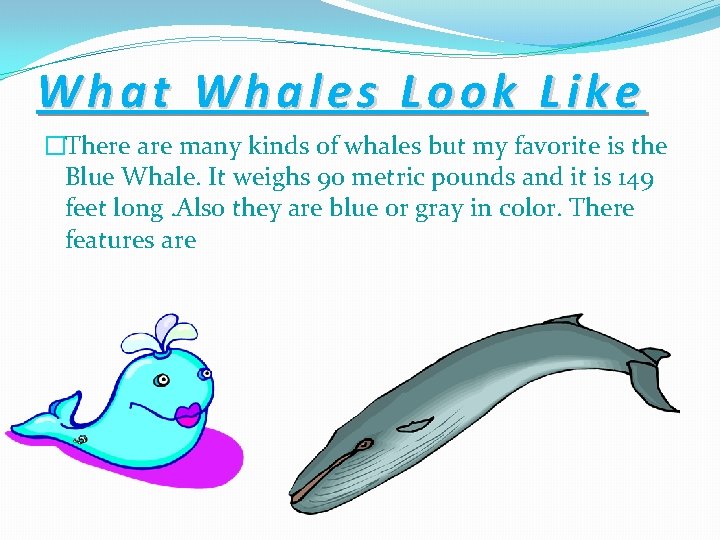 What Whales Look Like �There are many kinds of whales but my favorite is