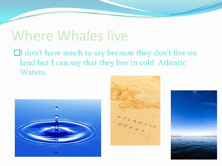 Where Whales live �I don’t have much to say because they don’t live on