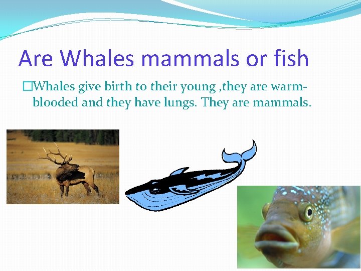 Are Whales mammals or fish �Whales give birth to their young , they are