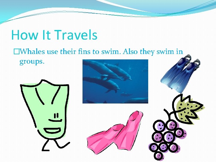 How It Travels �Whales use their fins to swim. Also they swim in groups.