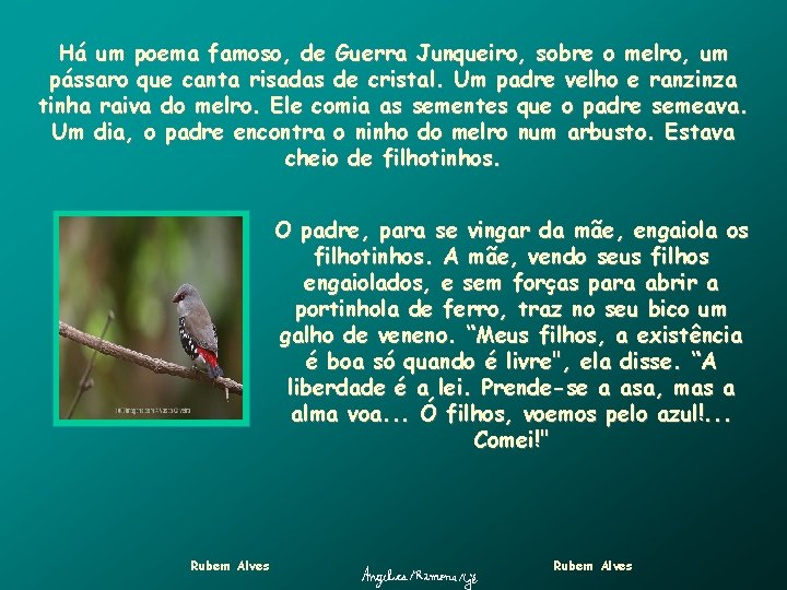 Há um poema famoso, de Guerra Junqueiro, sobre o melro, um pássaro que canta