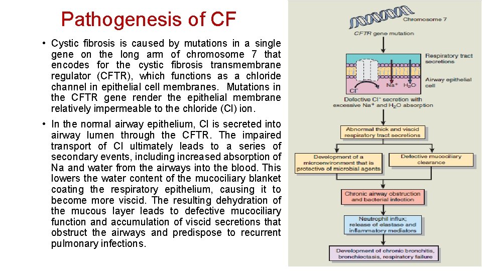 Pathogenesis of CF • Cystic fibrosis is caused by mutations in a single gene