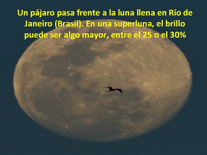 Un pájaro pasa frente a la luna llena en Río de Janeiro (Brasil). En