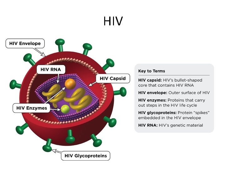 HIV 