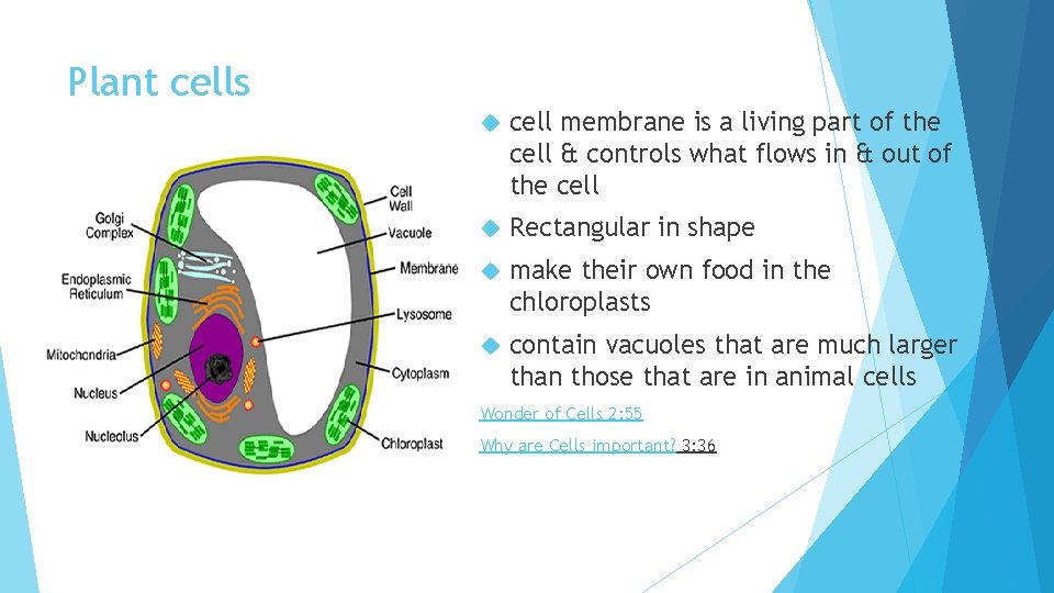 Plant cells cell membrane is a living part of the cell & controls what