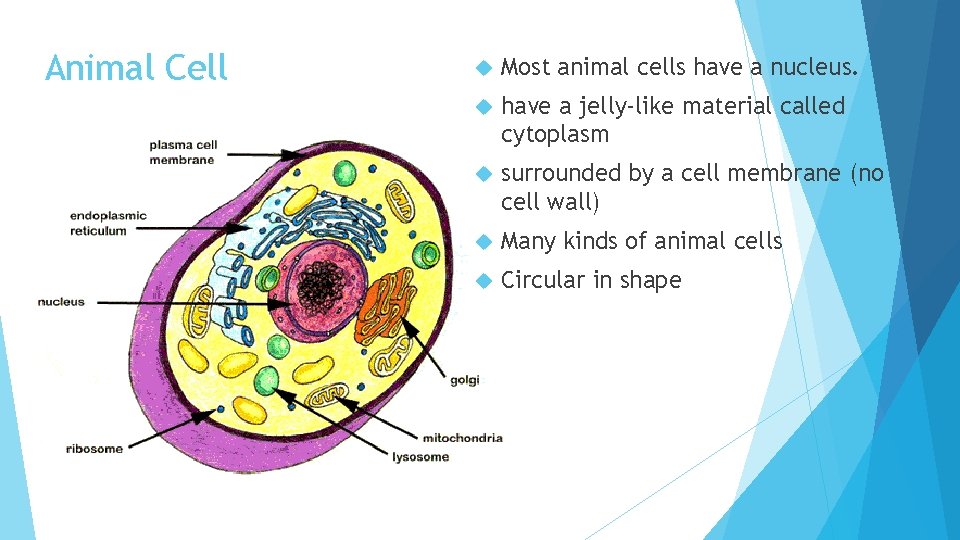 Animal Cell Most animal cells have a nucleus. have a jelly-like material called cytoplasm
