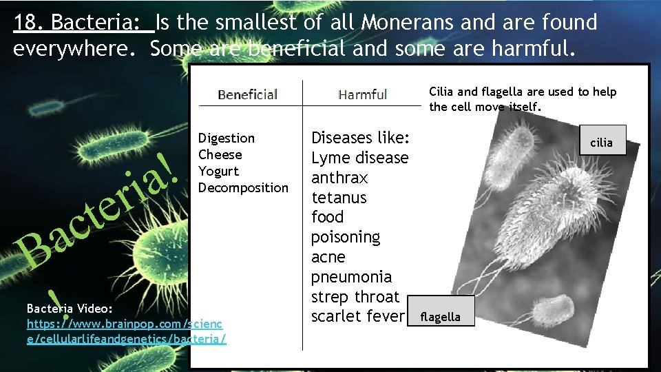 18. Bacteria: Is the smallest of all Monerans and are found everywhere. Some are