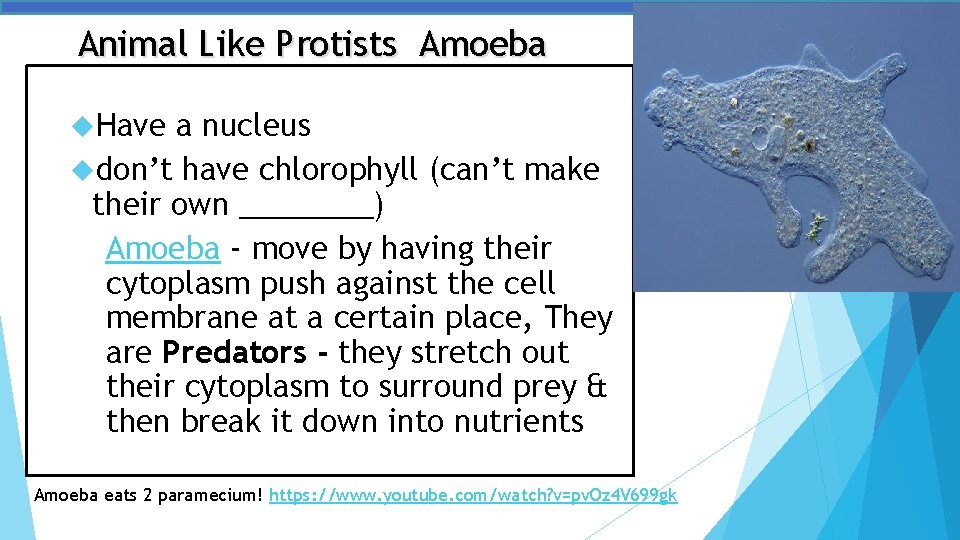 Animal Like Protists Amoeba Have a nucleus don’t have chlorophyll (can’t make their own