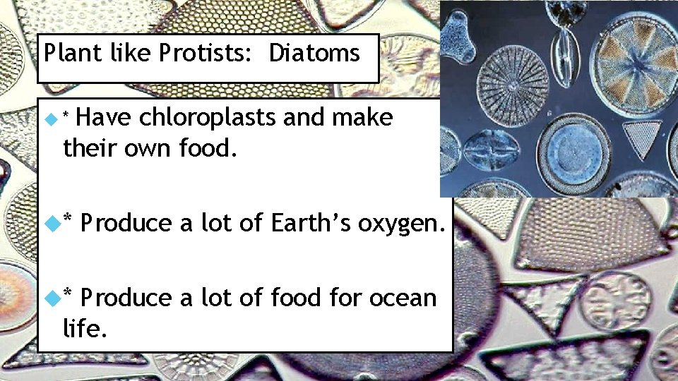 Plant like Protists: Diatoms Have chloroplasts and make their own food. * * *