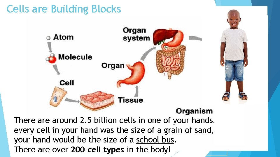 Cells are Building Blocks There around 2. 5 billion cells in one of your
