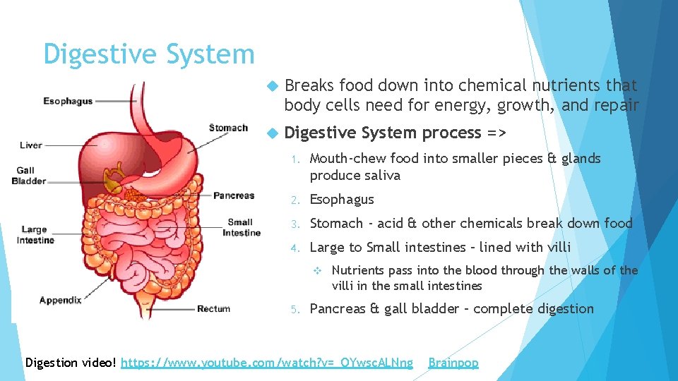 Digestive System Breaks food down into chemical nutrients that body cells need for energy,