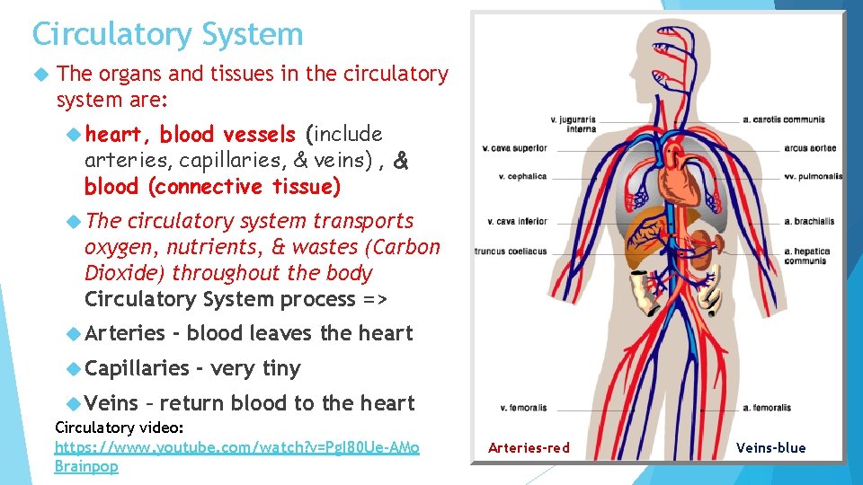 Circulatory System The organs and tissues in the circulatory system are: heart, blood vessels