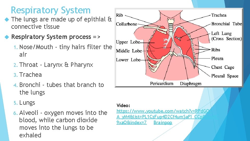 Respiratory System The lungs are made up of epithial & connective tissue Respiratory System