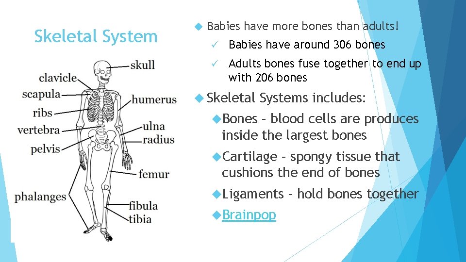 Skeletal System Babies have more bones than adults! ü Babies have around 306 bones