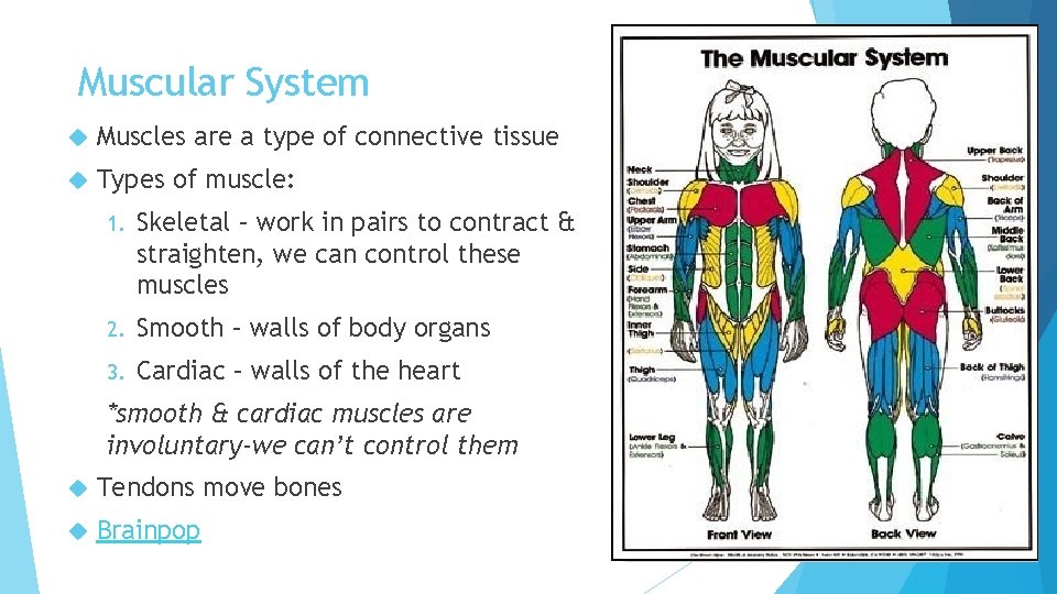 Muscular System Muscles are a type of connective tissue Types of muscle: 1. Skeletal