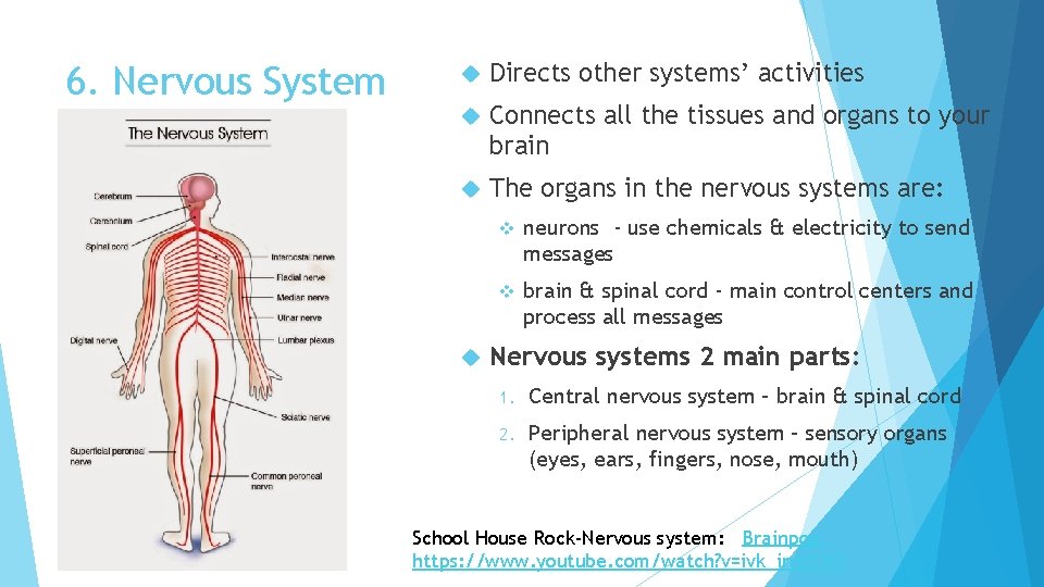 6. Nervous System Directs other systems’ activities Connects all the tissues and organs to
