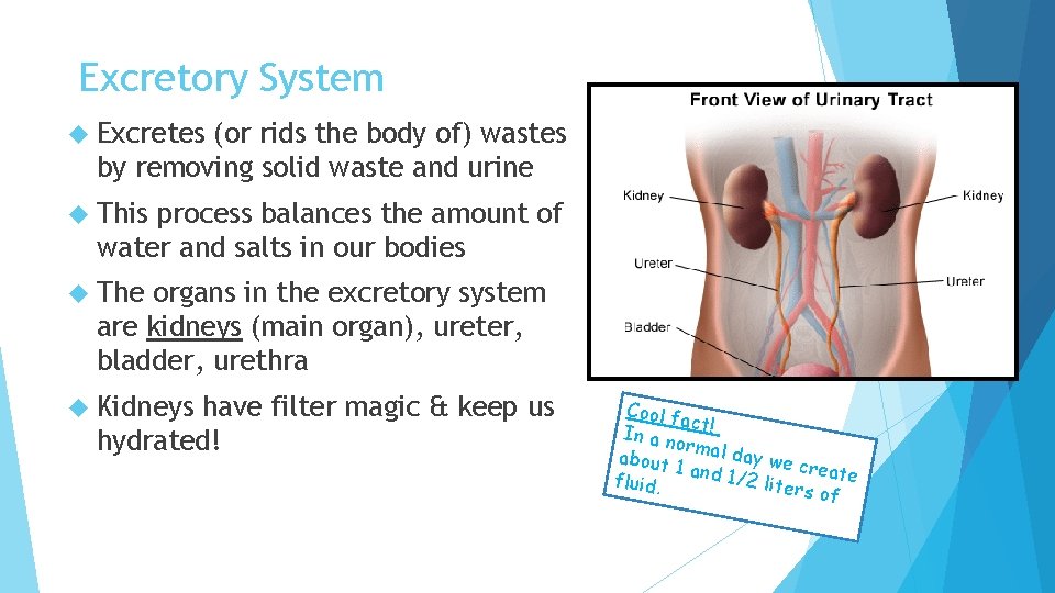 Excretory System Excretes (or rids the body of) wastes by removing solid waste and