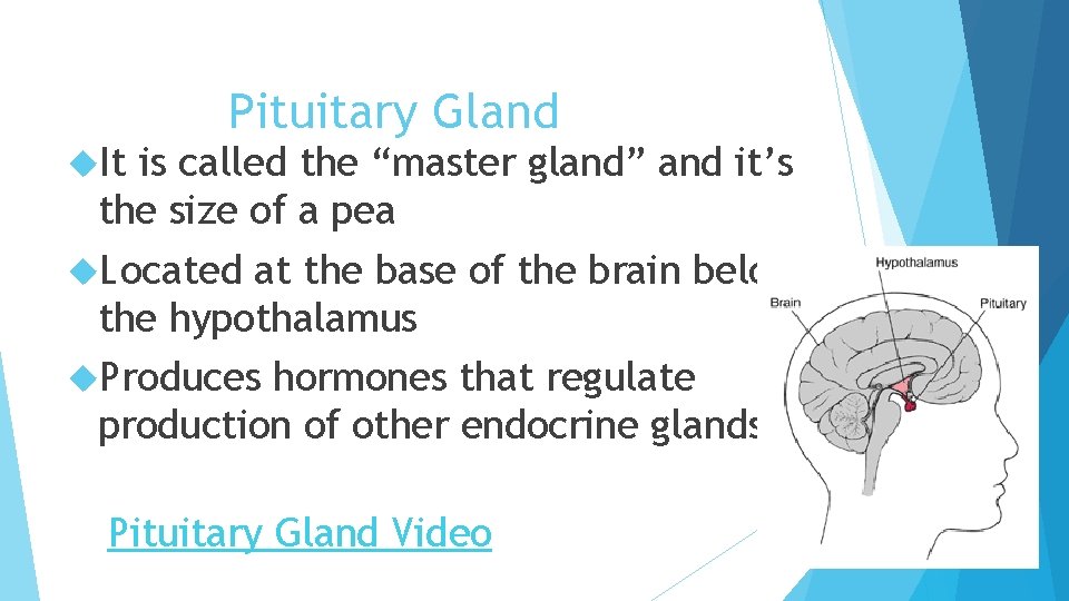  It Pituitary Gland is called the “master gland” and it’s the size of