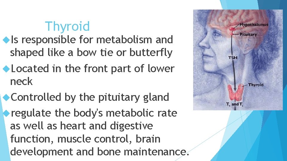  Is Thyroid responsible for metabolism and shaped like a bow tie or butterfly
