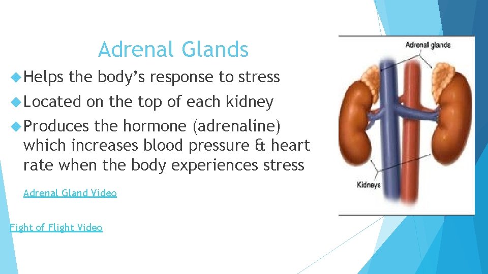 Adrenal Glands Helps the body’s response to stress Located on the top of each