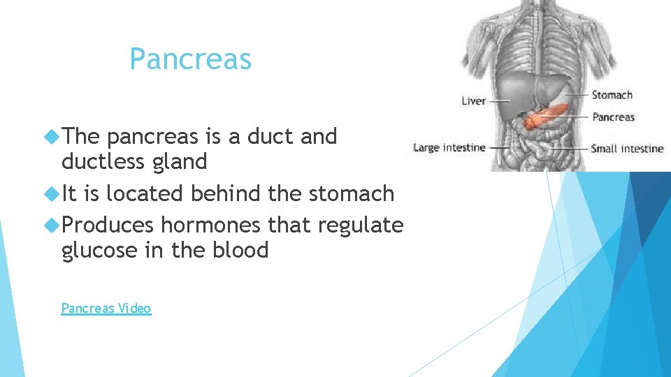 Pancreas The pancreas is a duct and ductless gland It is located behind the
