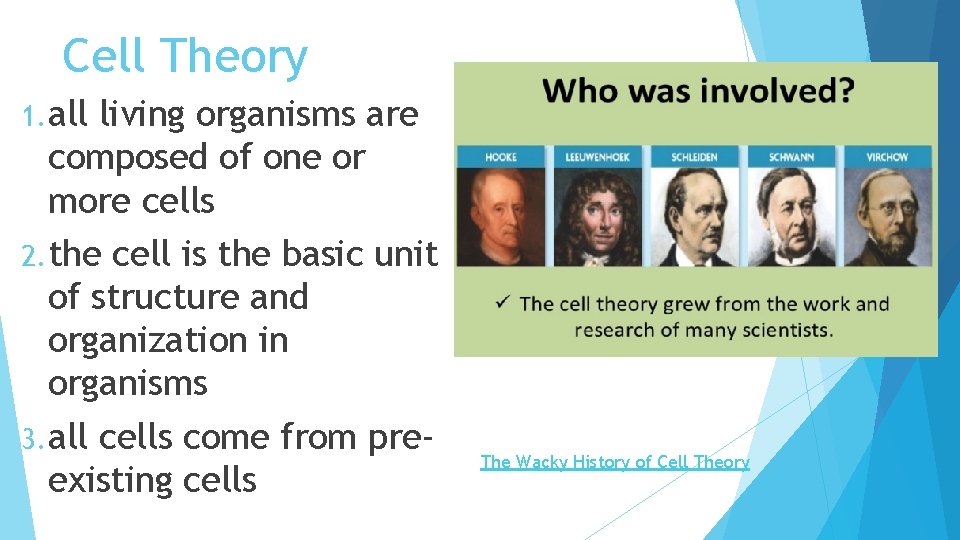Cell Theory 1. all living organisms are composed of one or more cells 2.