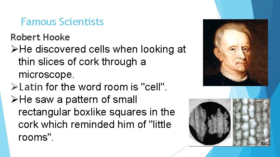 Famous Scientists Robert Hooke ØHe discovered cells when looking at thin slices of cork
