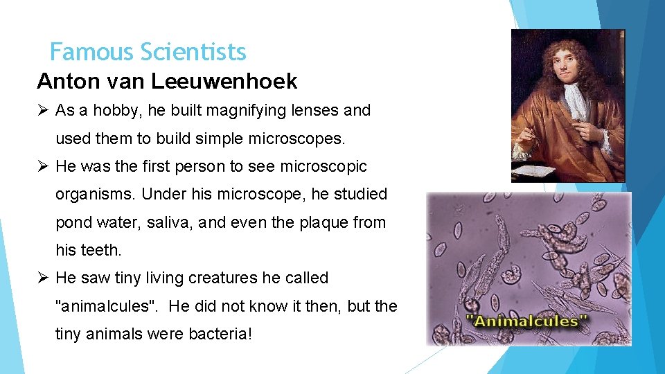 Famous Scientists Anton van Leeuwenhoek Ø As a hobby, he built magnifying lenses and
