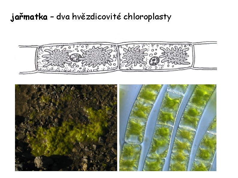 jařmatka – dva hvězdicovité chloroplasty 