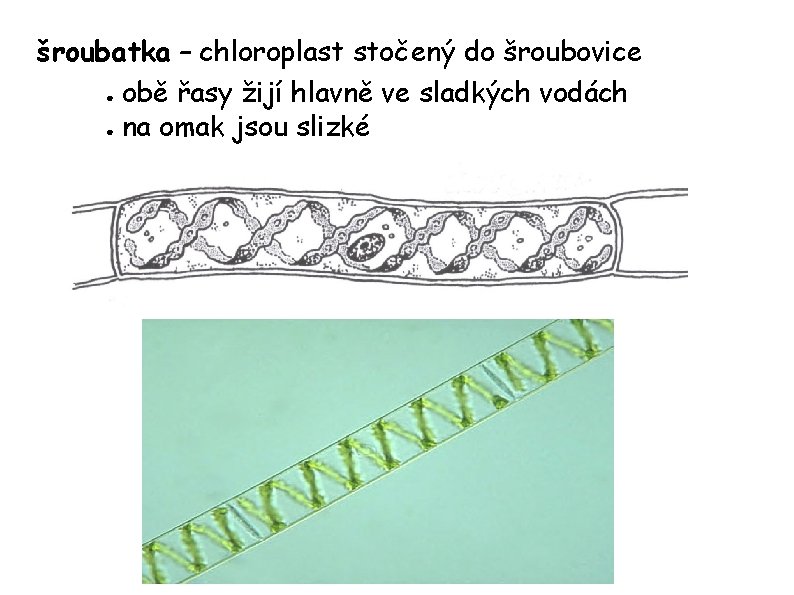 šroubatka – chloroplast stočený do šroubovice ● obě řasy žijí hlavně ve sladkých vodách