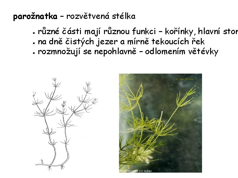 parožnatka – rozvětvená stélka různé části mají různou funkci – kořínky, hlavní ston ●