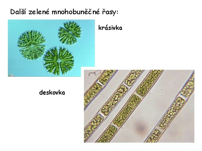 Další zelené mnohobuněčné řasy: krásivka deskovka 